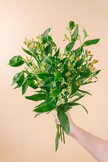 【1月のお買い得】希少アルストロメリア「ジェイドとティンクル」