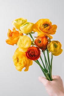 ビタミンカラー🍊「ラナンキュラス」