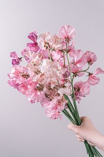 スイートピーのアンティークカラーmix