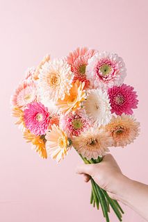 たっぷり！ニュアンスカラーのガーベラ