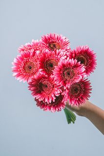 ガーベラ「レンブラント」