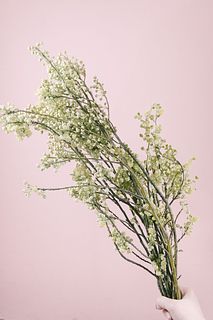 季節の枝物「アオモジ」（ロングサイズ）