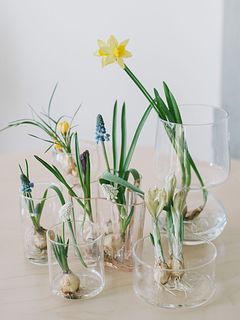 【産直】富山県のミニ球根アソート