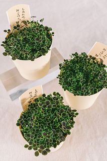 幸せをみつける四葉のクローバー（1鉢）