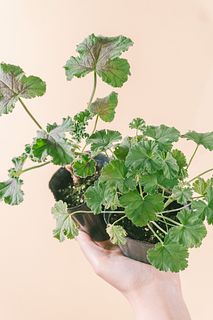 ゼラニウムの香りくらべ（2鉢セット）