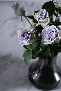 青いバラ「ブルーグラビティ」