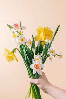 たっぷり!希少品種入り！スイセンmix