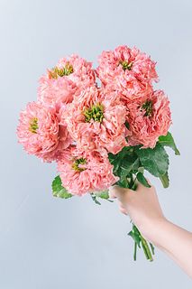 バラ「オール4キュート+」