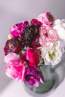 パープルアソート「ラナンキュラス」