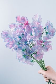 スイトピー「金魚鉢」