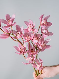 【産直】石田蘭園の春咲きシンビジウム「ありがとう」