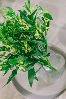 希少アルストロメリア「ジェイド」