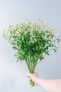 たっぷり!マトリカリア「シングルペグモ」