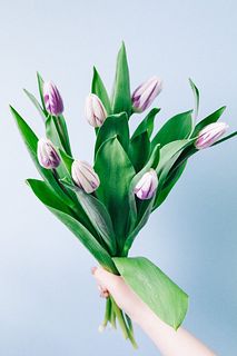 【2月のお買い得】チューリップ「フレミングフラッグ」