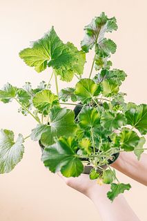 ゼラニウムの香りくらべ（3鉢セット）