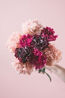 ラズベリーショコラのカーネーション