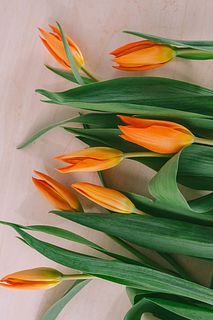 フローリストrinaの推しチューリップ「バレリーナ」