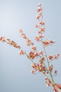 チョコの香り「シャーリーベイビー」（ロングサイズ）