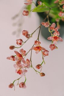 甘い香りのオンシジウム「レッドファンタジー」