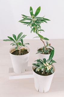 三大香木「沈丁花の鉢」（おまかせ1鉢）