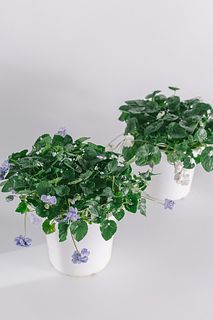 ほんのり香るパルマスミレ（1鉢）