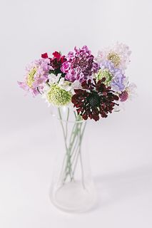 パープルカラーのもこもこスカビオサ