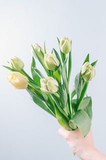 八重咲きチューリップ「アバンギャルド」