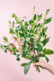 アルストロメリア「ブライズメイド」