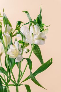 アルストロメリア「マリアベール」