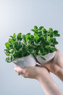 香りで虫よけ「アロマティカス」（2個セット）