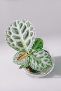 希少なラビシア「タートルバック」