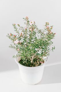 マヌカハニーの花「御柳梅」