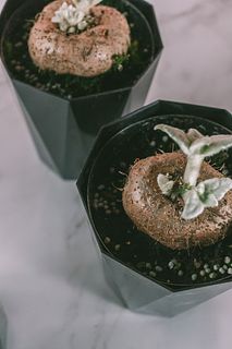 希少なコーデックス「断崖の女王」