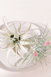 キセログラフィカとチランジア「ストリクタ」