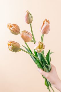 超希少！幻のチューリップ「ラベルエポック」