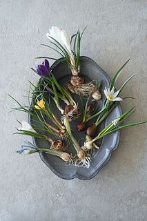 【産直】富山県のミニ球根アソート