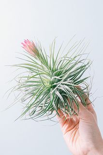 大きな花咲くチランジア「ストリクタ ジャイアント」