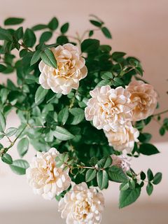 ミニバラ「モカ」