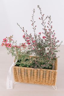 マヌカハニーの花「御柳梅」とバスケット