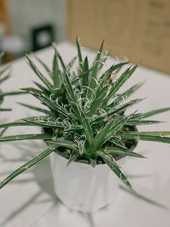 アガベ「レオポルディ」