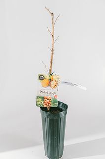 高級！ヘーゼルナッツの木「ウェブズプライズ」