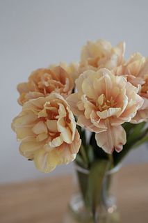 セピアチューリップ