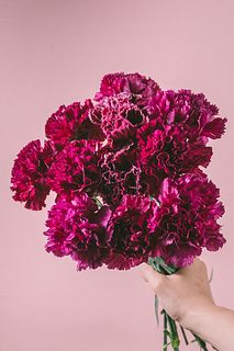 ワインレッドのカーネーション