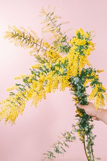 国産ミモザ（ロングサイズ）