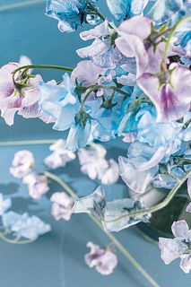 夜色スイートピー