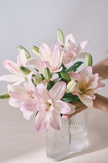 【産直】今井ゆり園の水彩ピンクリリー