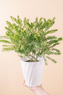 ミモザの鉢「テレサ」