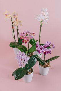 【2月のお買い得】テーブルミディファレノ2.5号（1鉢）