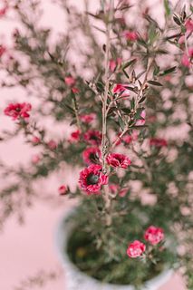 少し長めのマヌカハニーの花「御柳梅」