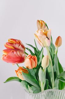 陽気なチューリップ